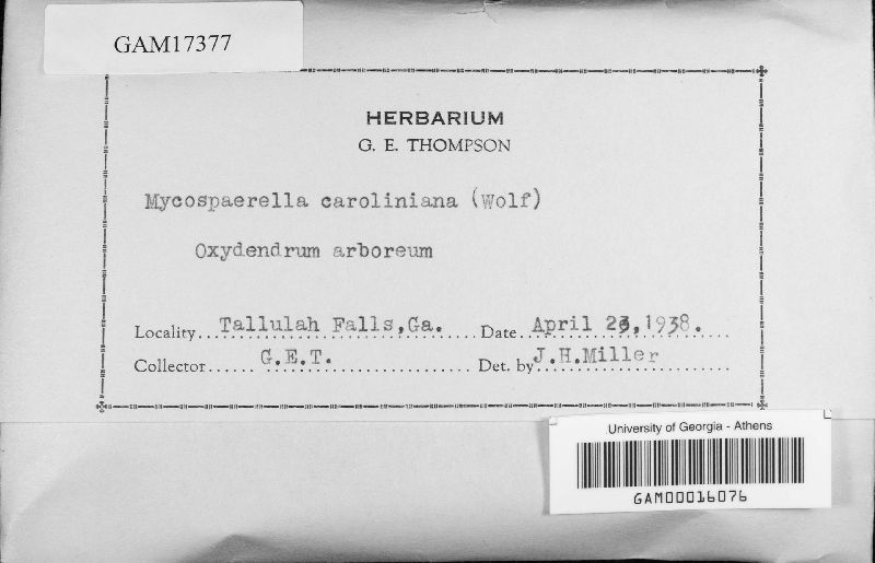 Mycosphaerella caroliniana image