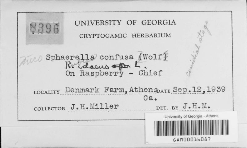 Mycosphaerella confusa image