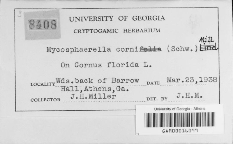 Mycosphaerella corni image