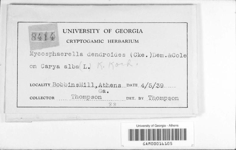 Mycosphaerella dendroides image