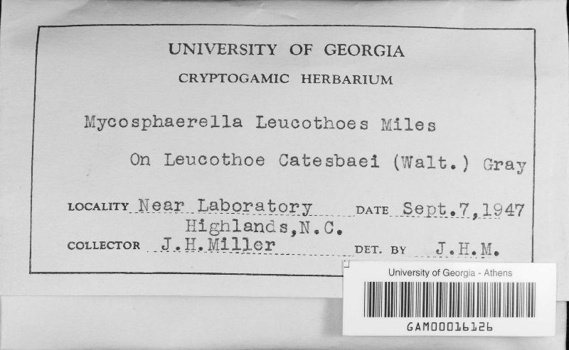 Mycosphaerella leucothoes image