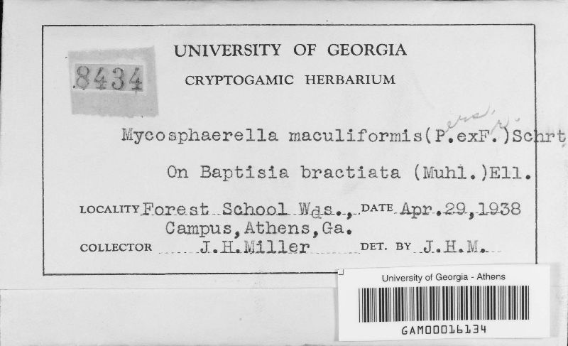 Mycosphaerella maculiformis image