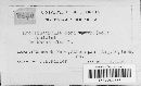 Mycosphaerella mori image