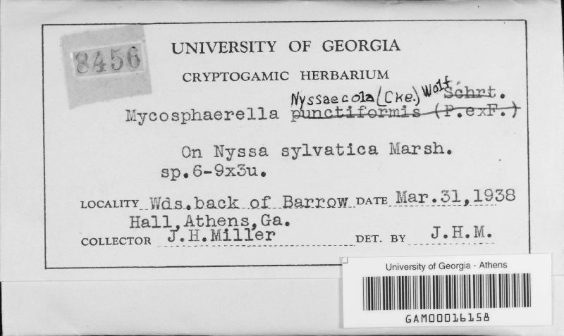 Mycosphaerella nyssaecola image