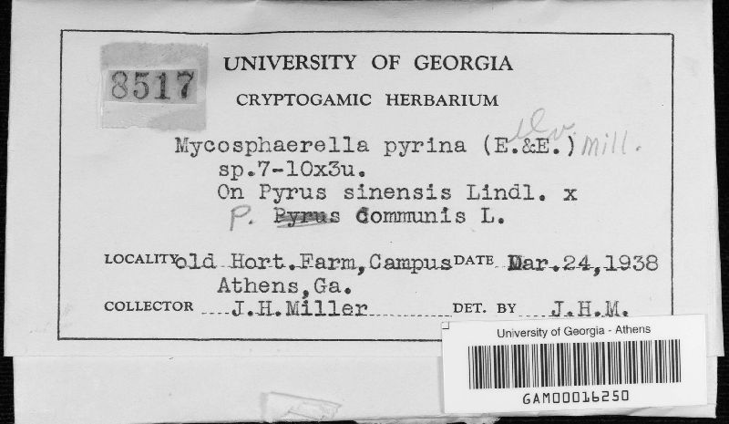 Mycosphaerella pyrina image