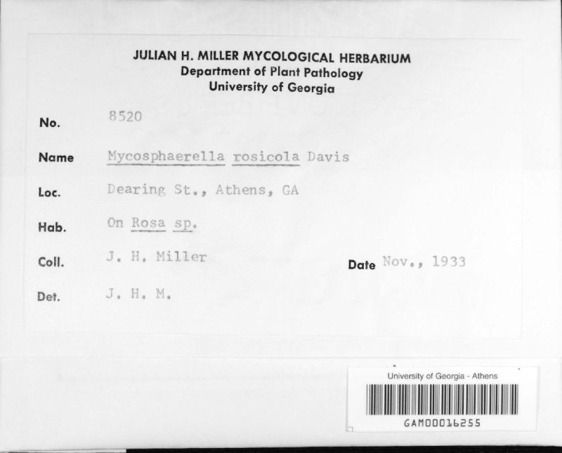 Mycosphaerella rosicola image