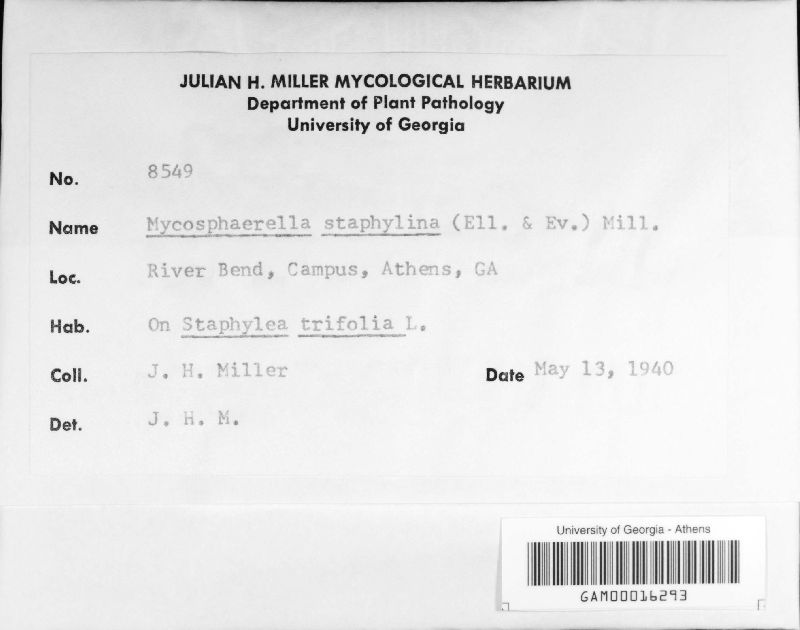 Mycosphaerella staphylina image