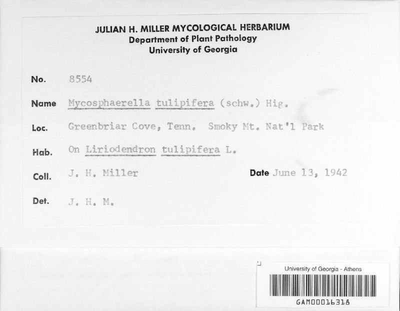 Mycosphaerella tulipifera image