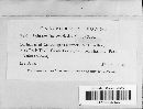 Sphaerulina myriadea image
