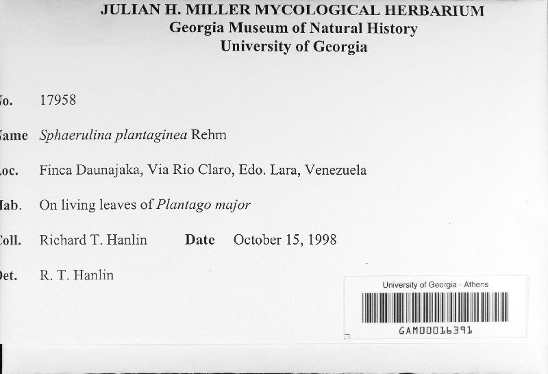 Sphaerulina plantaginea image