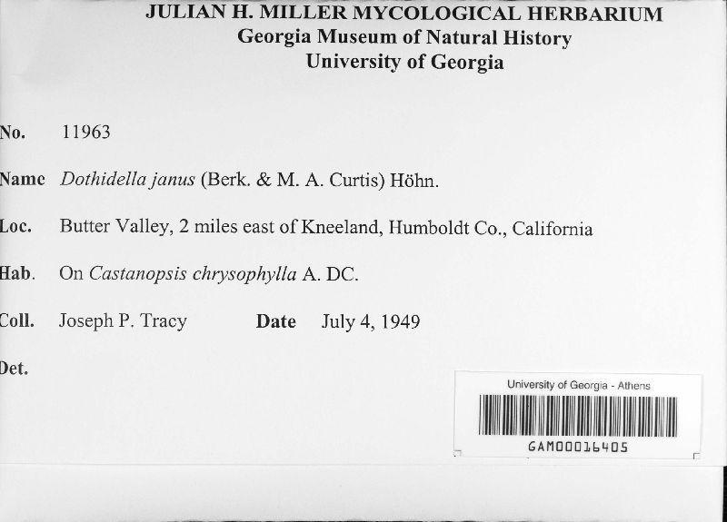 Polystomellaceae image