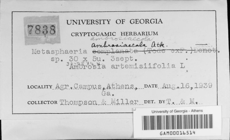 Metasphaeria ambrosiaecola image