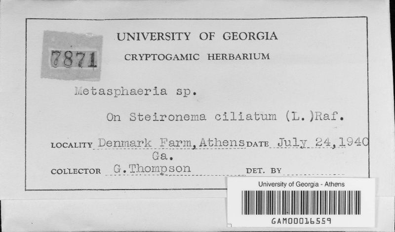 Saccothecium image