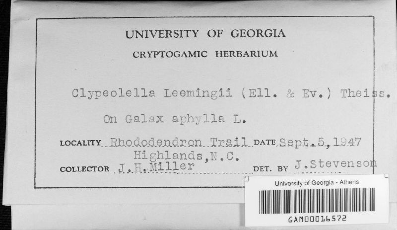 Clypeolella leemingii image