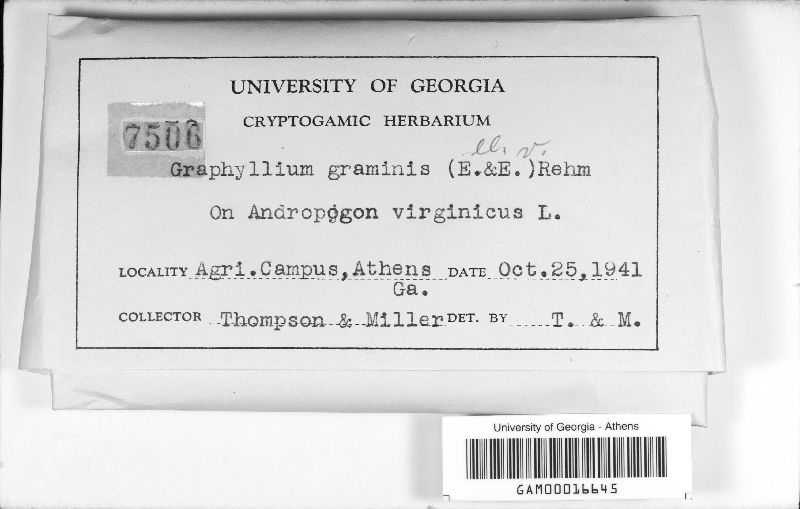 Graphyllium image