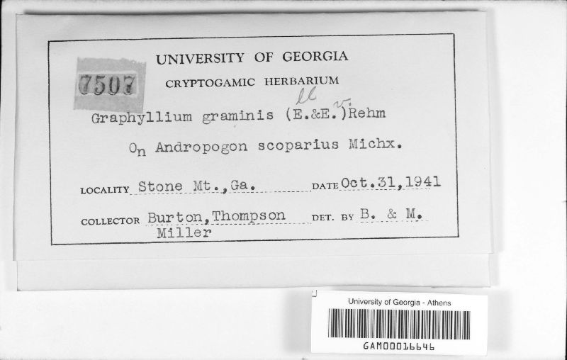 Graphyllium graminis image