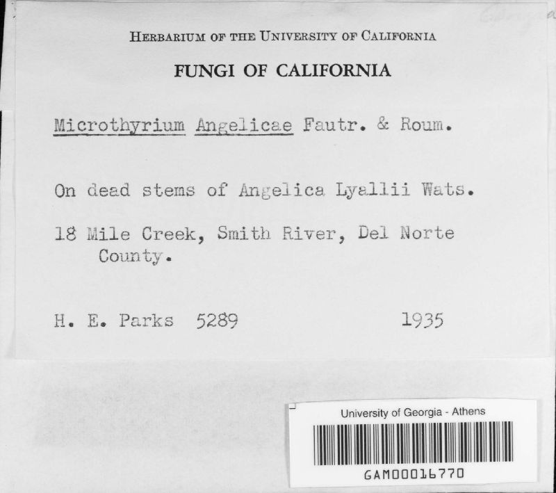 Microthyrium angelicae image