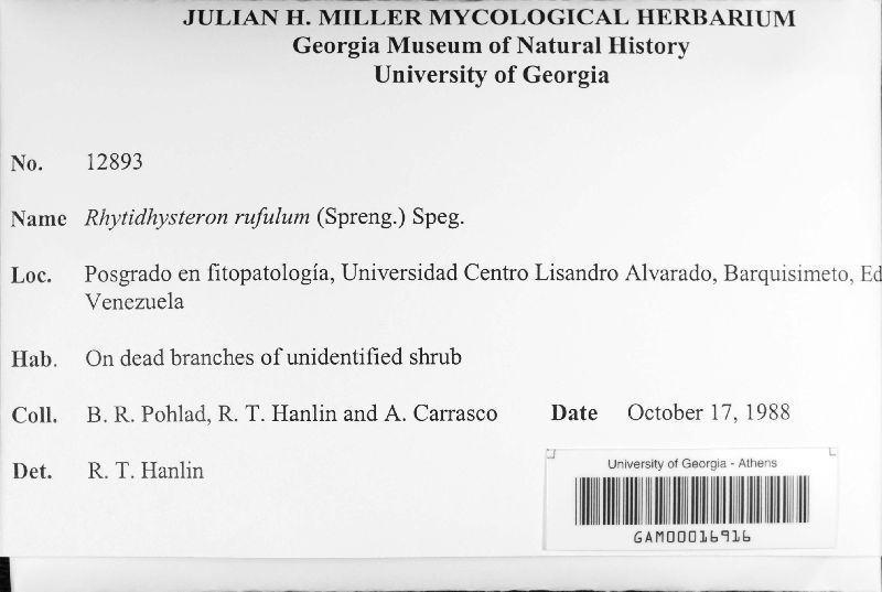 Rhytidhysterium rufulum image