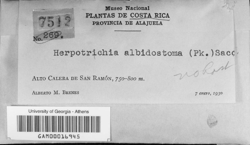 Herpotrichia albidostoma image