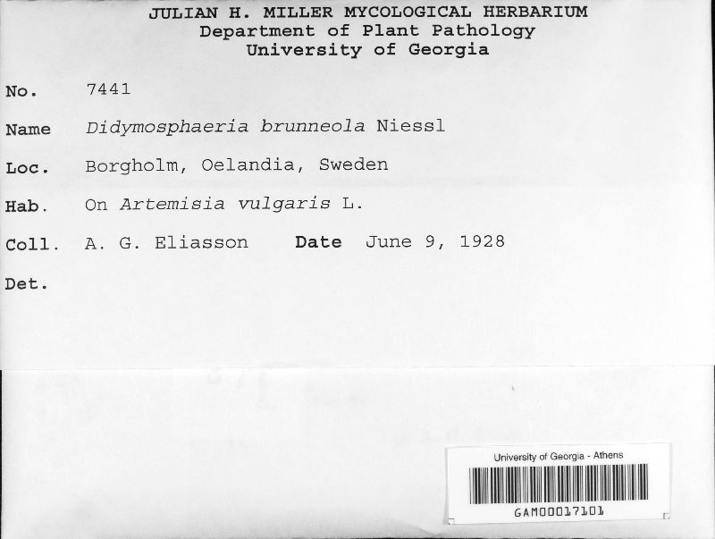 Didymosphaeriaceae image