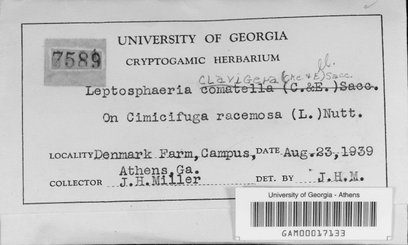Leptosphaeria clavigera image