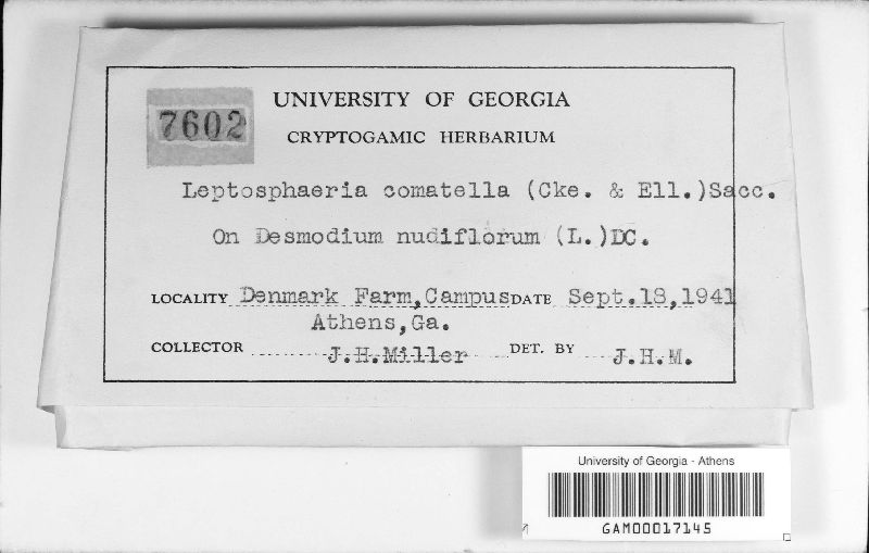 Leptosphaeria comatella image