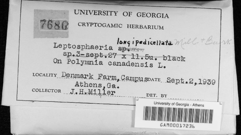 Leptosphaeria longipedicellata image