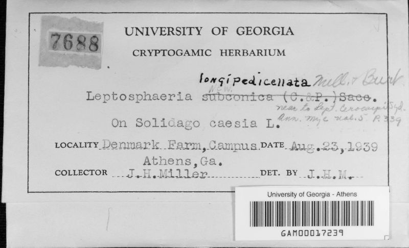 Leptosphaeria longipedicellata image
