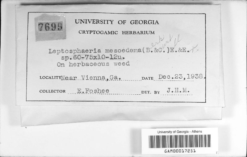Leptosphaeria mesoedema image