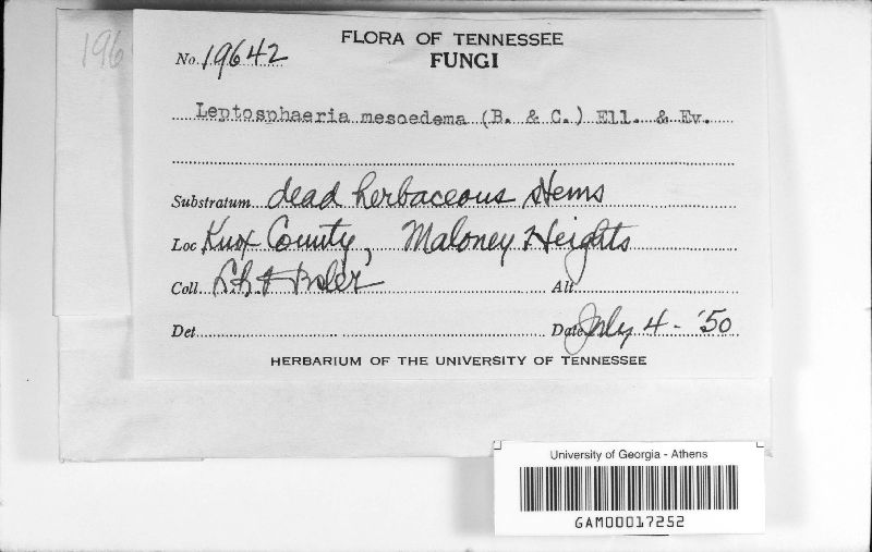 Leptosphaeria mesoedema image