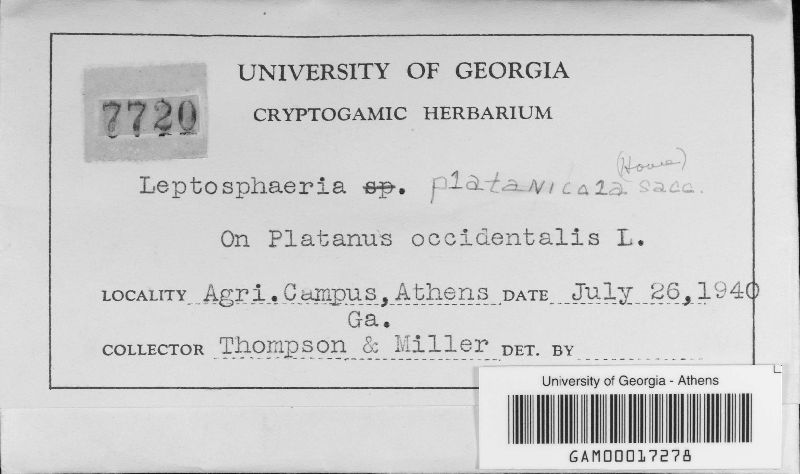 Leptosphaeria platanicola image