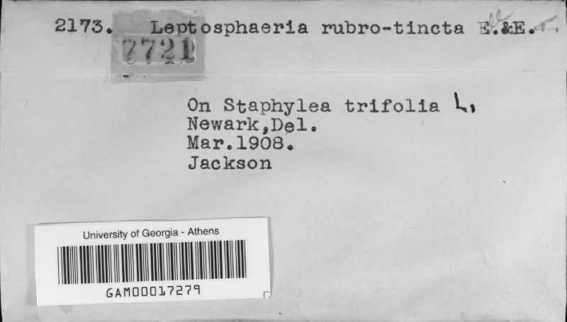 Leptosphaeria rubrotincta image