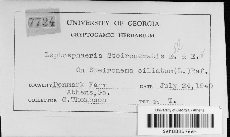Leptosphaeria steironematis image