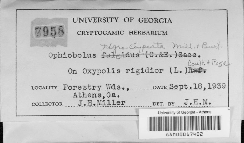 Ophiobolus nigroclypeatus image