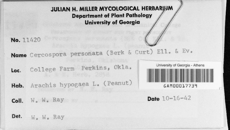 Mycosphaerella berkeleyi image