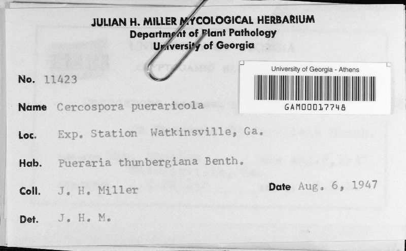 Cercospora pueraricola image
