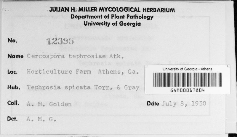 Cercospora tephrosiae image