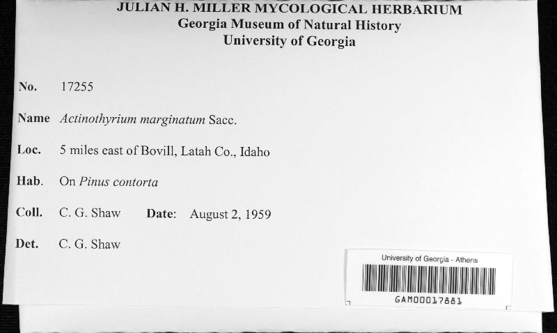 Mycosphaerella pini image