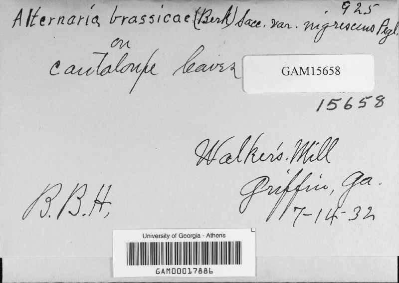 Alternaria cucumerina var. cucumerina image