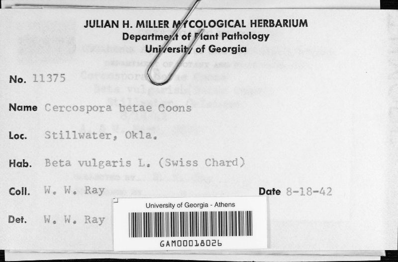 Cercospora betae image
