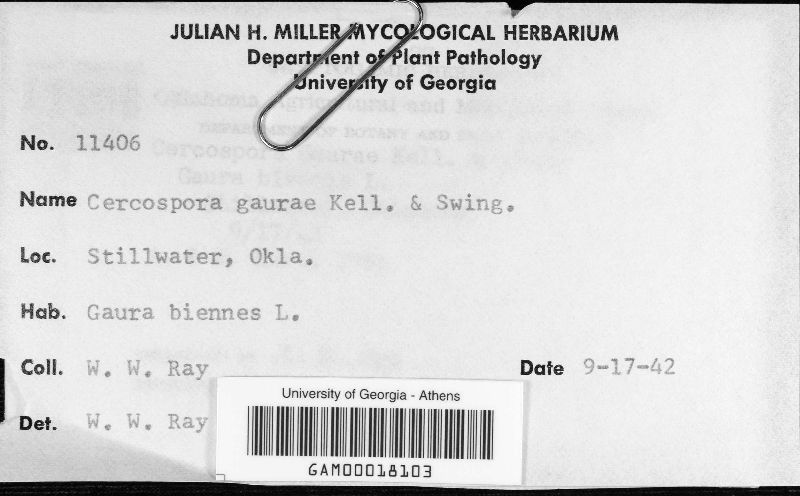 Cercospora gaurae image