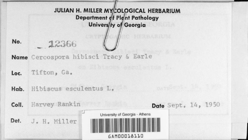 Pseudocercospora image