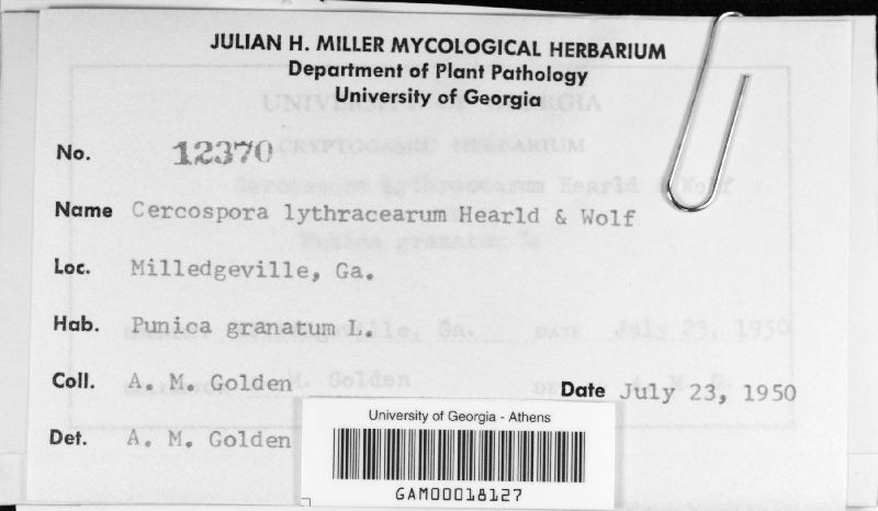Cercospora lythracearum image