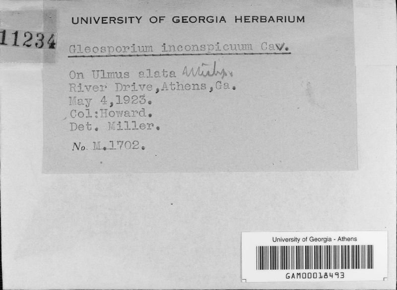 Gloeosporium inconspicuum image