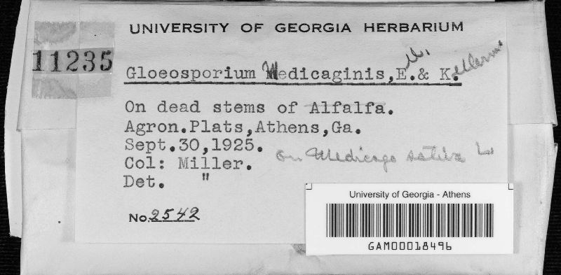 Gloeosporium medicaginis image