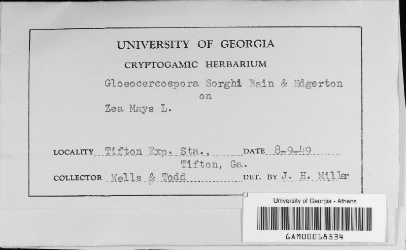 Gloeocercospora sorghi image
