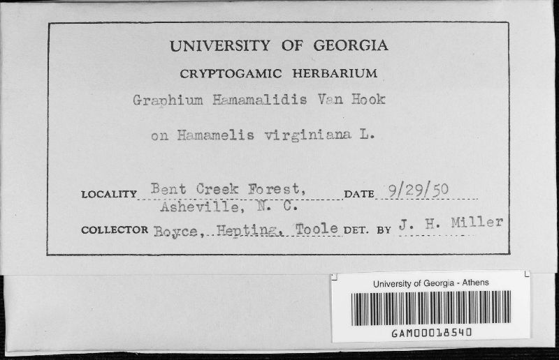Graphium hamamelidis image