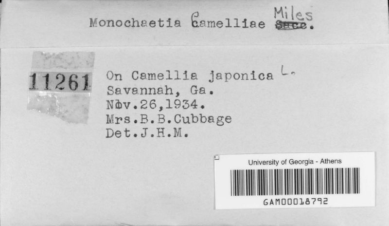 Monochaetia camelliae image