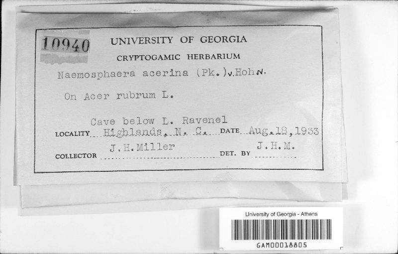 Naemosphaera acerina image