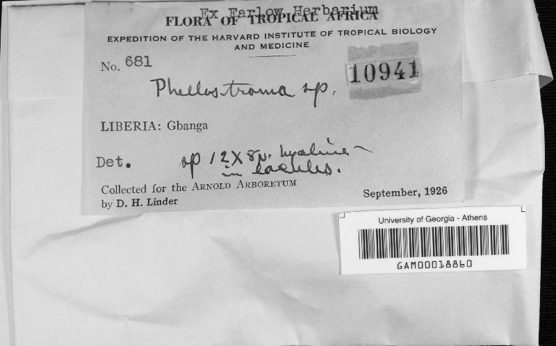 Phellostroma image